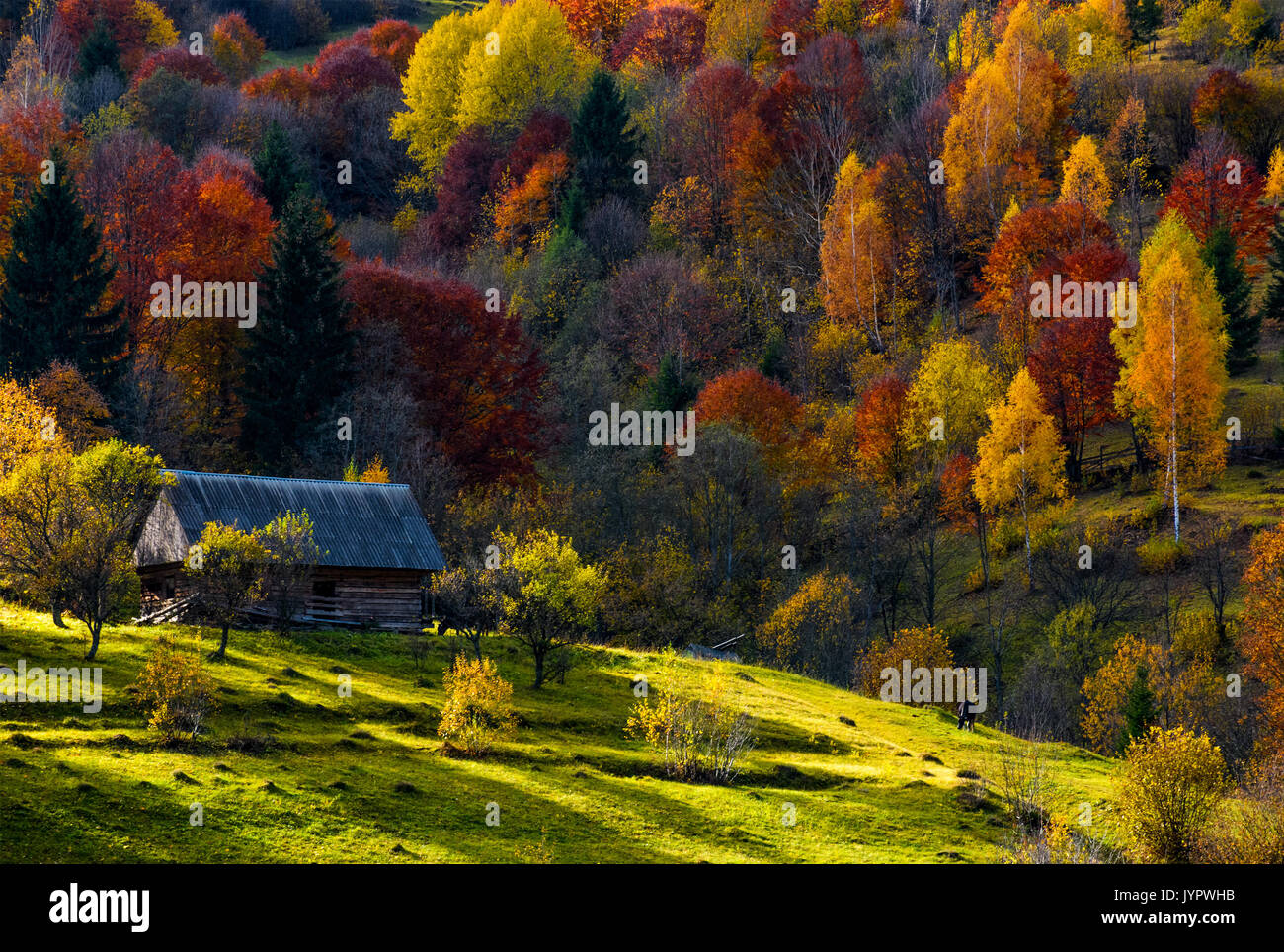 Mucca di pascolare su un prato vicino abbandonato casa in legno in autunno foresta. bellissimo paesaggio rurale di sunny tramonto Foto Stock