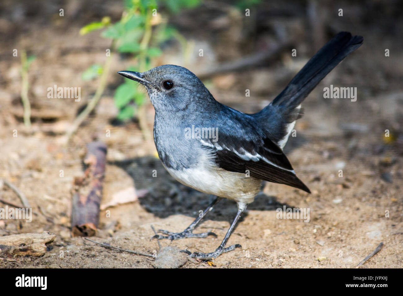 Blu grigio Gnatcatcher sul terreno Foto Stock