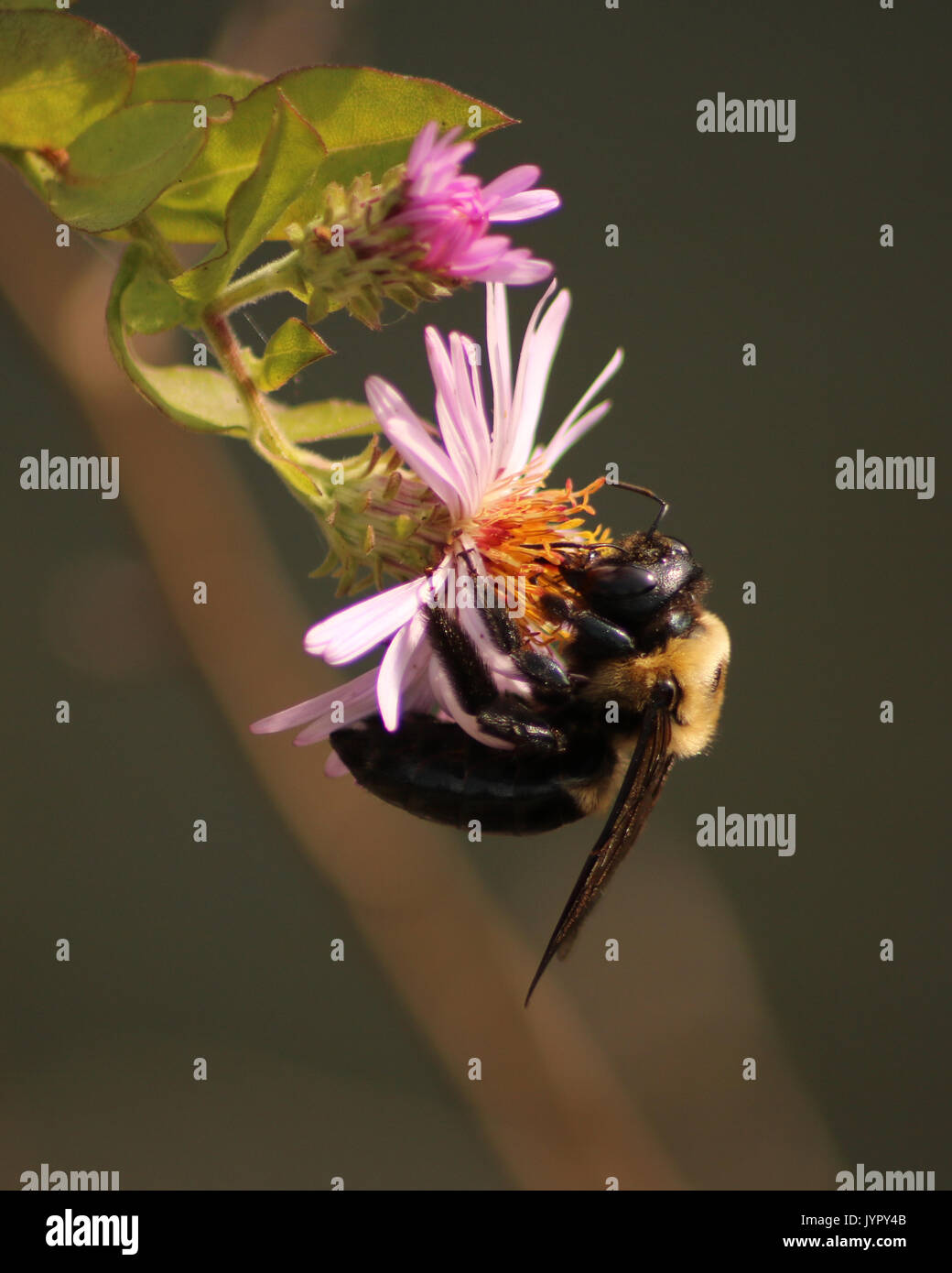 Carpenter Bee appendere il grazioso fiore rosa Foto Stock