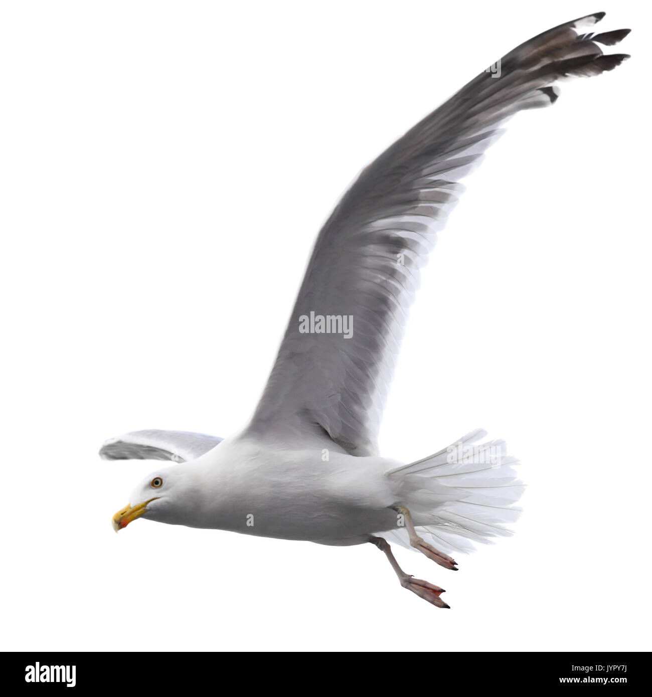 Flying sea gull isolati su sfondo bianco Foto Stock
