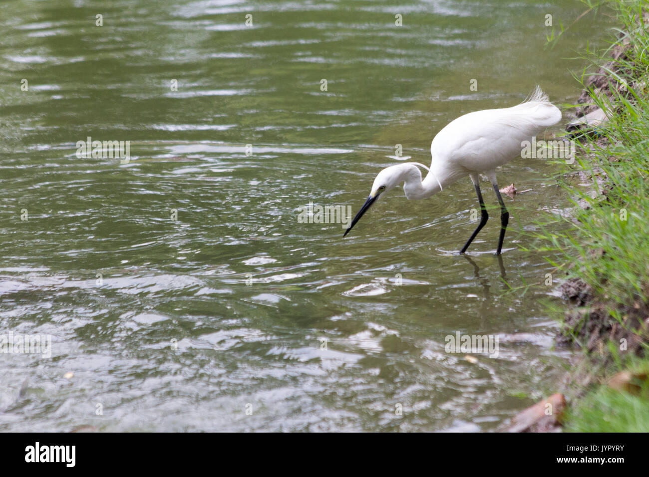 Garzetta (Egretta garzetta) caccia ai pesci per la cena, il Lumphini PRK, Bangkok, Thailandia Foto Stock