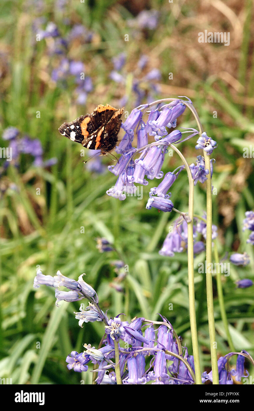 Red Admiral Butterfly (Vanessa Atalanta) alimentazione su bluebell fiori Foto Stock