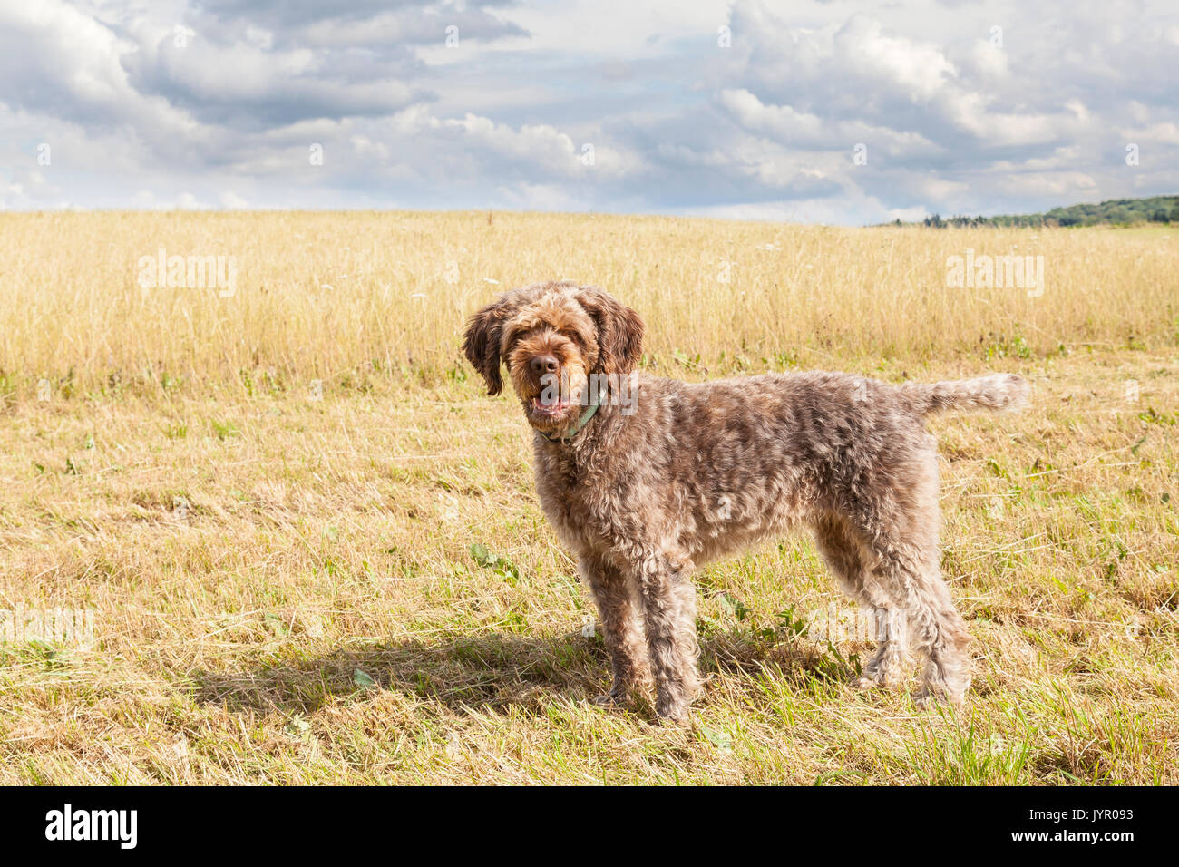 Filo di puntamento dai capelli Griffon Korthals o cane da caccia in un campo agricolo durante la mietitura lateralmente in piedi guardando la telecamera ansimando, Dar Foto Stock Filo di puntamento dai capelli Griffon Korthals o cane da caccia in un campo agricolo durante la mietitura lateralmente in piedi guardando la telecamera ansimando, Dar Foto Stock
