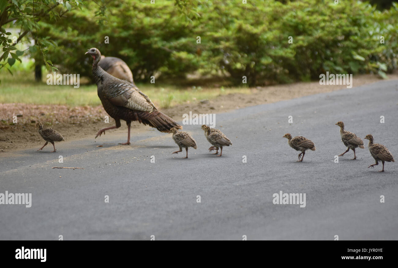 Una mamma orgogliosa della Turchia e i suoi piccoli attraversando la strada di Dennis, MA (Cape Cod) Foto Stock