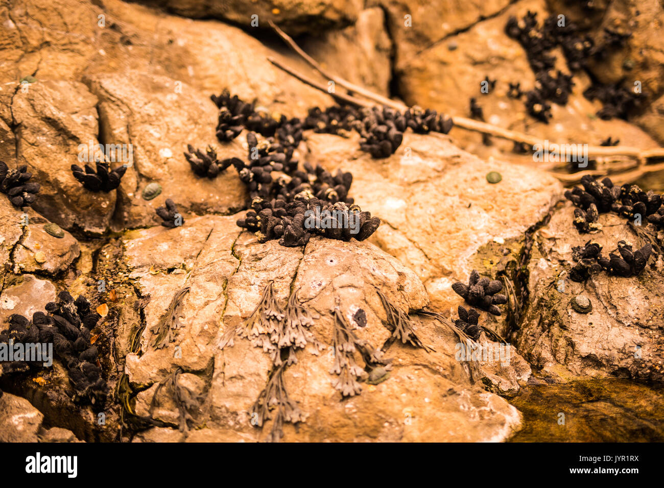 Piante di acquario. Ocean underworld. La flora e la fauna Foto Stock