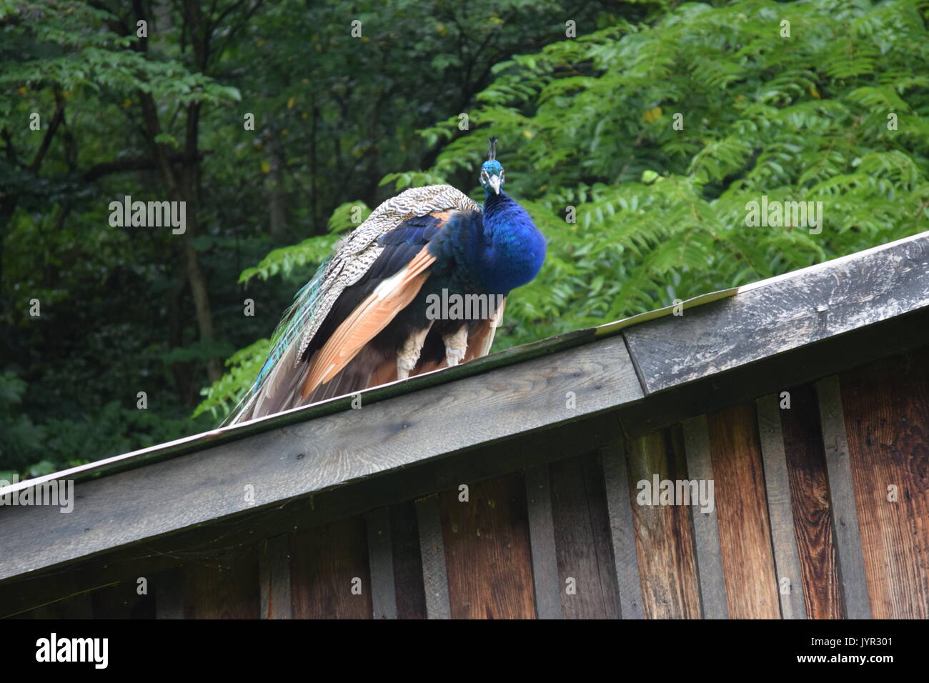 Blu pavone sorge sulla sommità del rustico tetto cabina Foto Stock