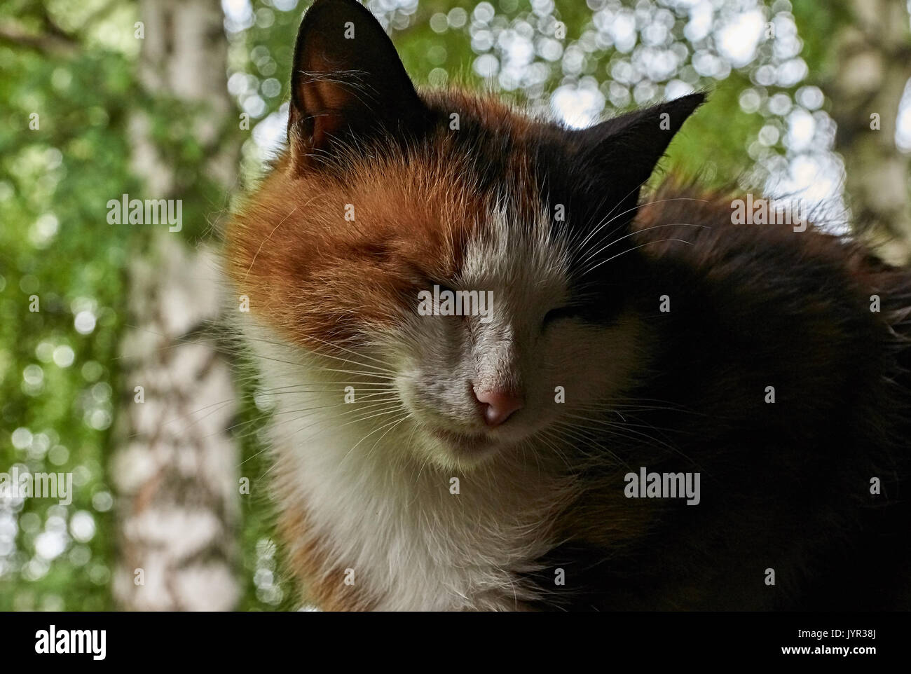 Gatto sulla ringhiera.Redhead wet gatto dorme su una ringhiera di legno. Grande muso, whiskers, gli occhi. Pet, la fauna selvatica Foto Stock