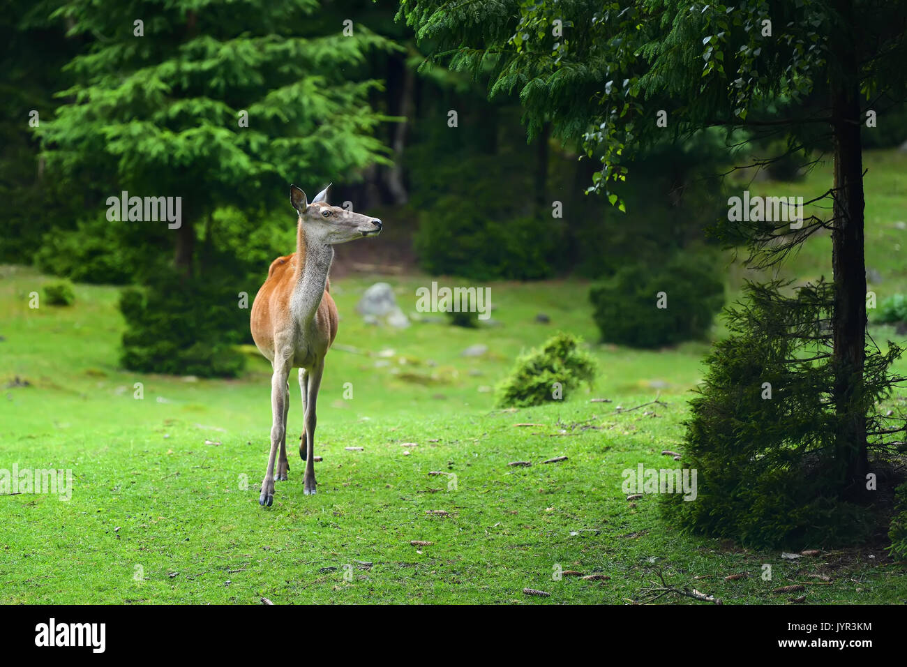 Chiudere giovane cervo femmina nella foresta di estate Foto Stock