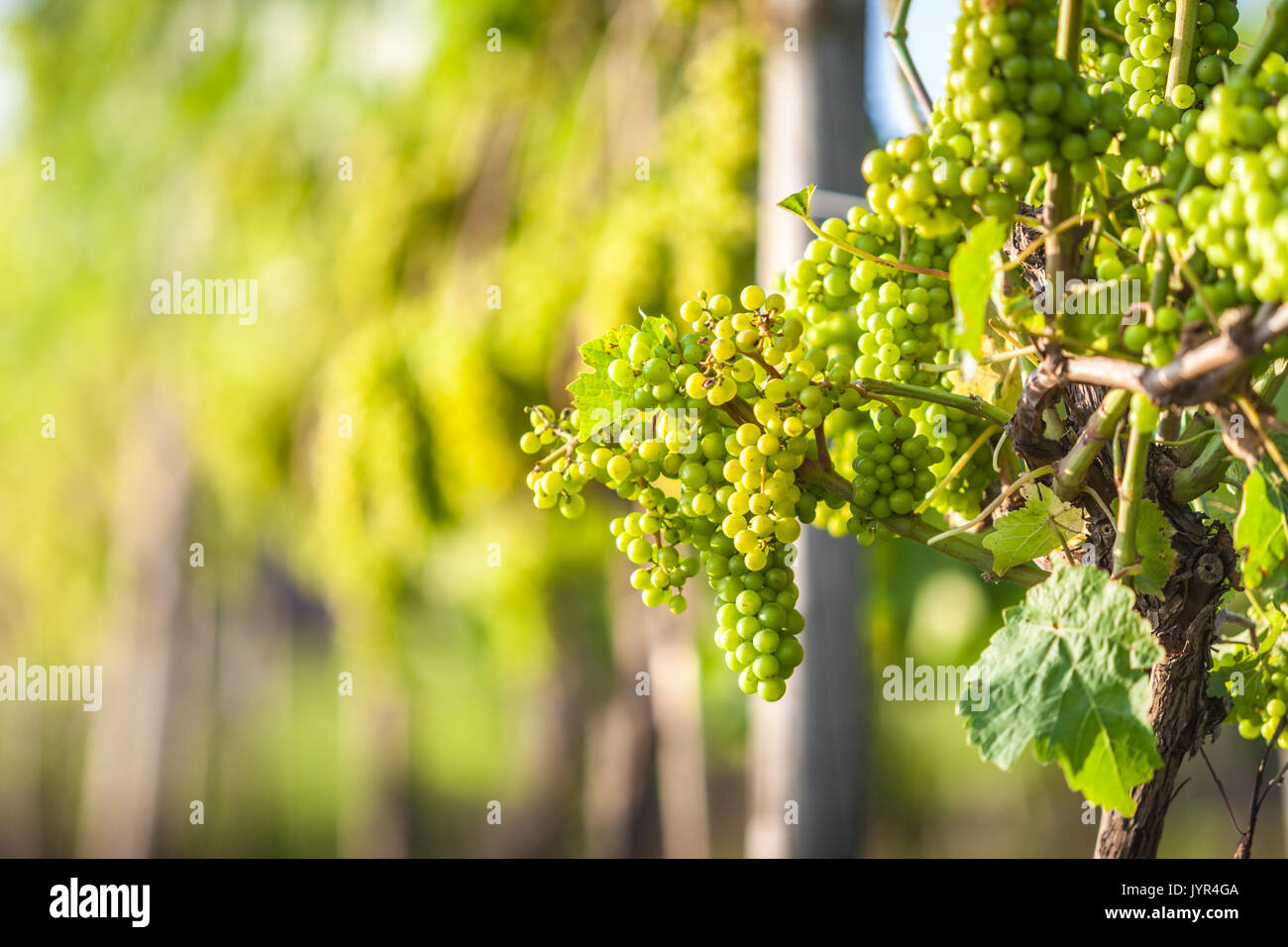 I giovani di colore bianco o verde uva su un vitigno, Halfpenny verde vigneto, Staffordhire REGNO UNITO Foto Stock
