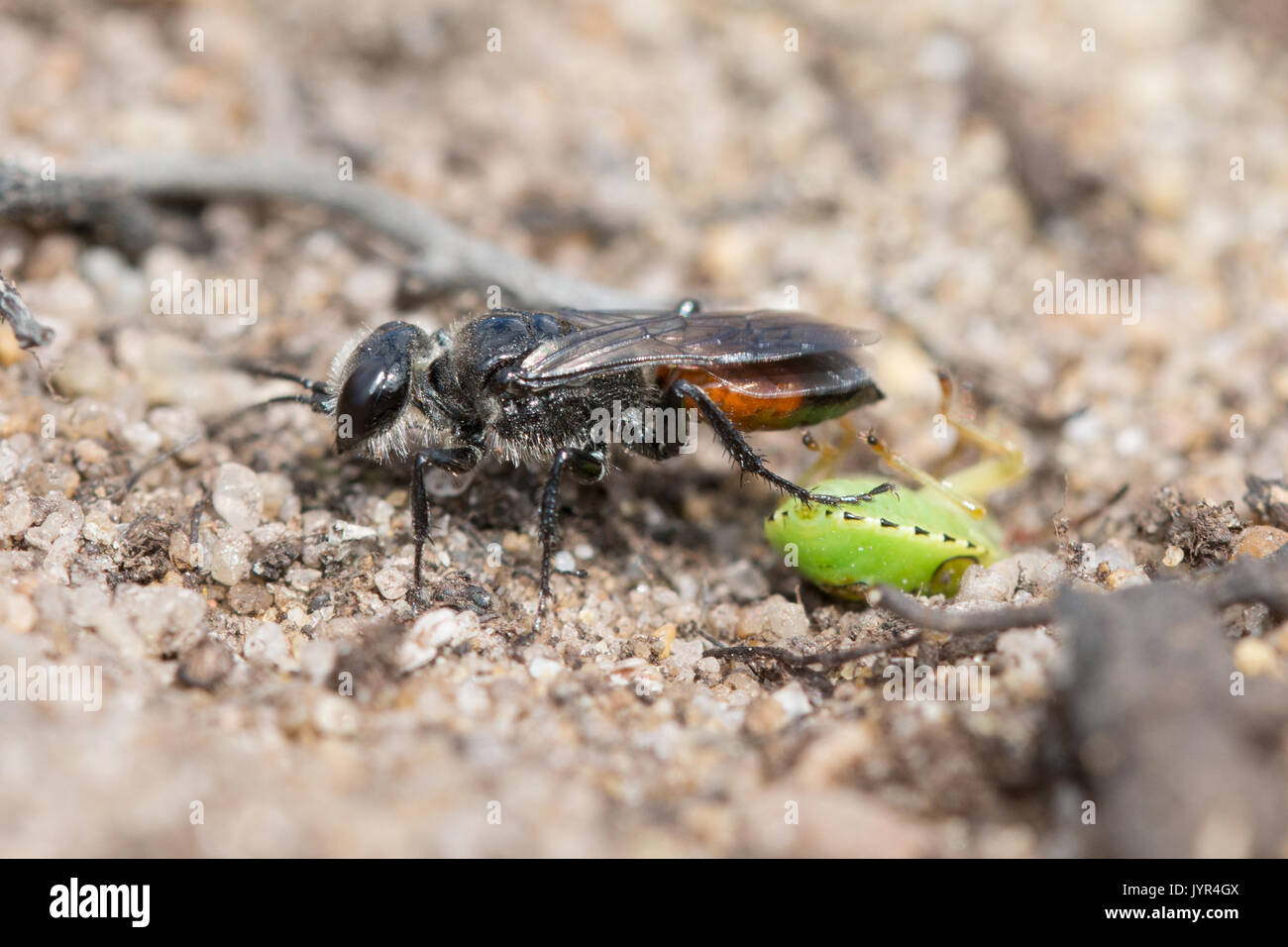 Close-up di sabbia wasp - Astata specie - con scudo bug preda di sabbia sul sito di brughiera nel Surrey, Regno Unito Foto Stock