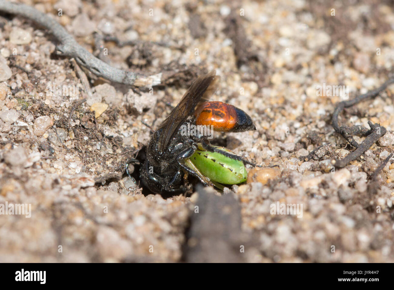Close-up di sabbia wasp - Astata specie - con scudo bug preda di sabbia sul sito di brughiera nel Surrey, Regno Unito Foto Stock