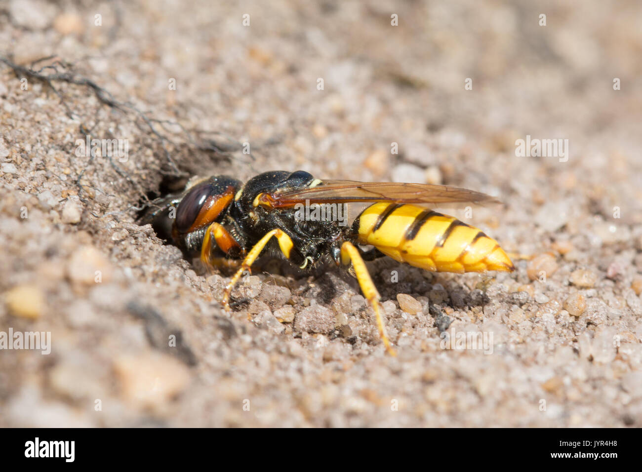Close-up di beewolf wasp (Philanthus triangulum) scavando un scavano nella sabbia nel Surrey, Regno Unito Foto Stock