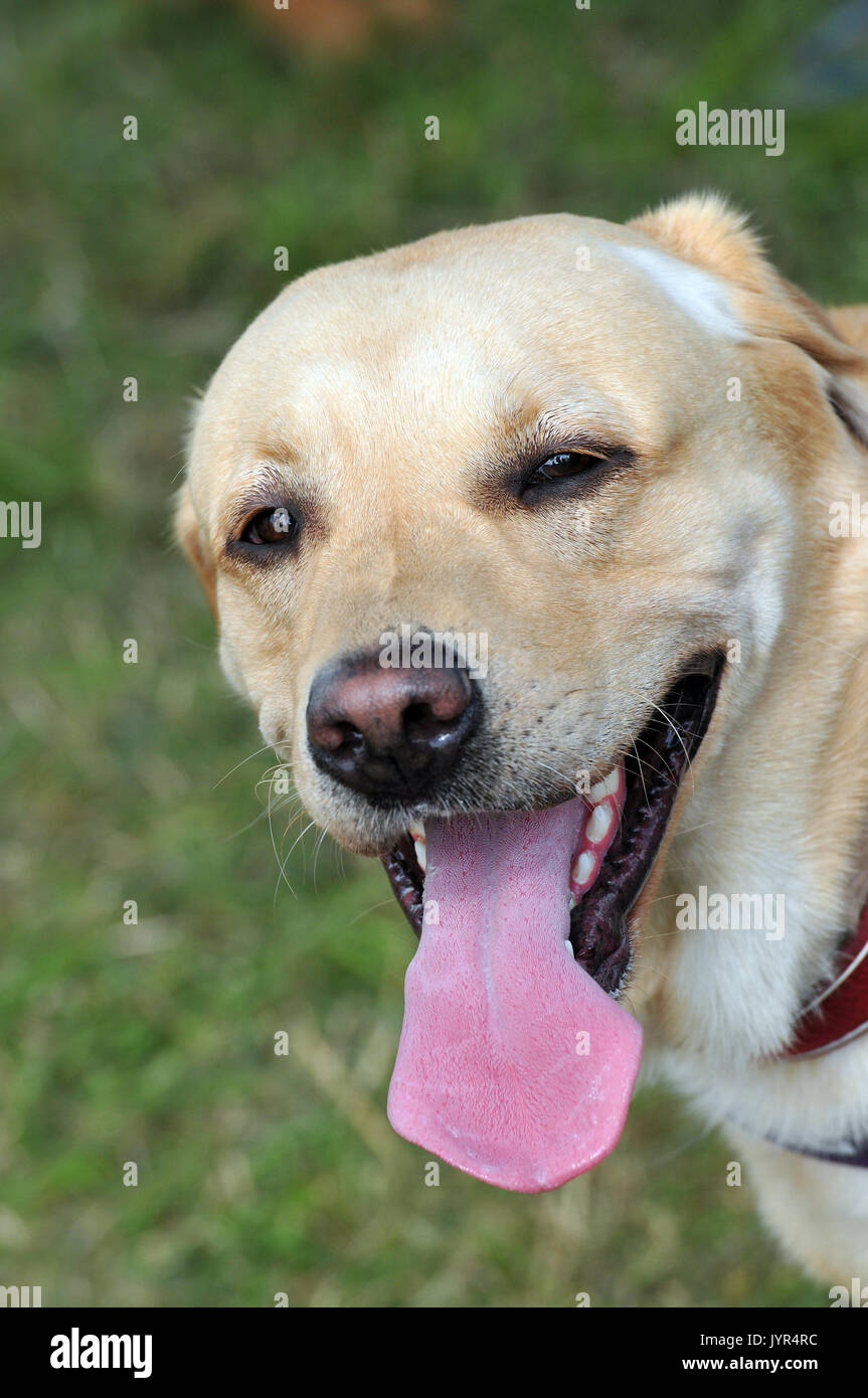 Un golden labrador retriever cane con la lingua pendente in fuori in estate calda e sete con orecchie indietro guardando la fotocamera Foto Stock