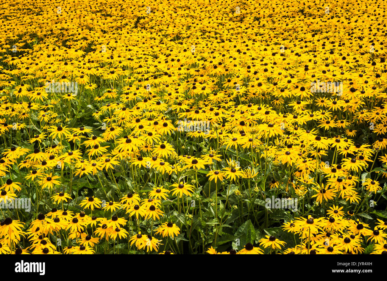 Fiore giallo di coneflower Rudbeckia fulgida var. Sullivantii 'Goldsturm' in fiore in estate Foto Stock