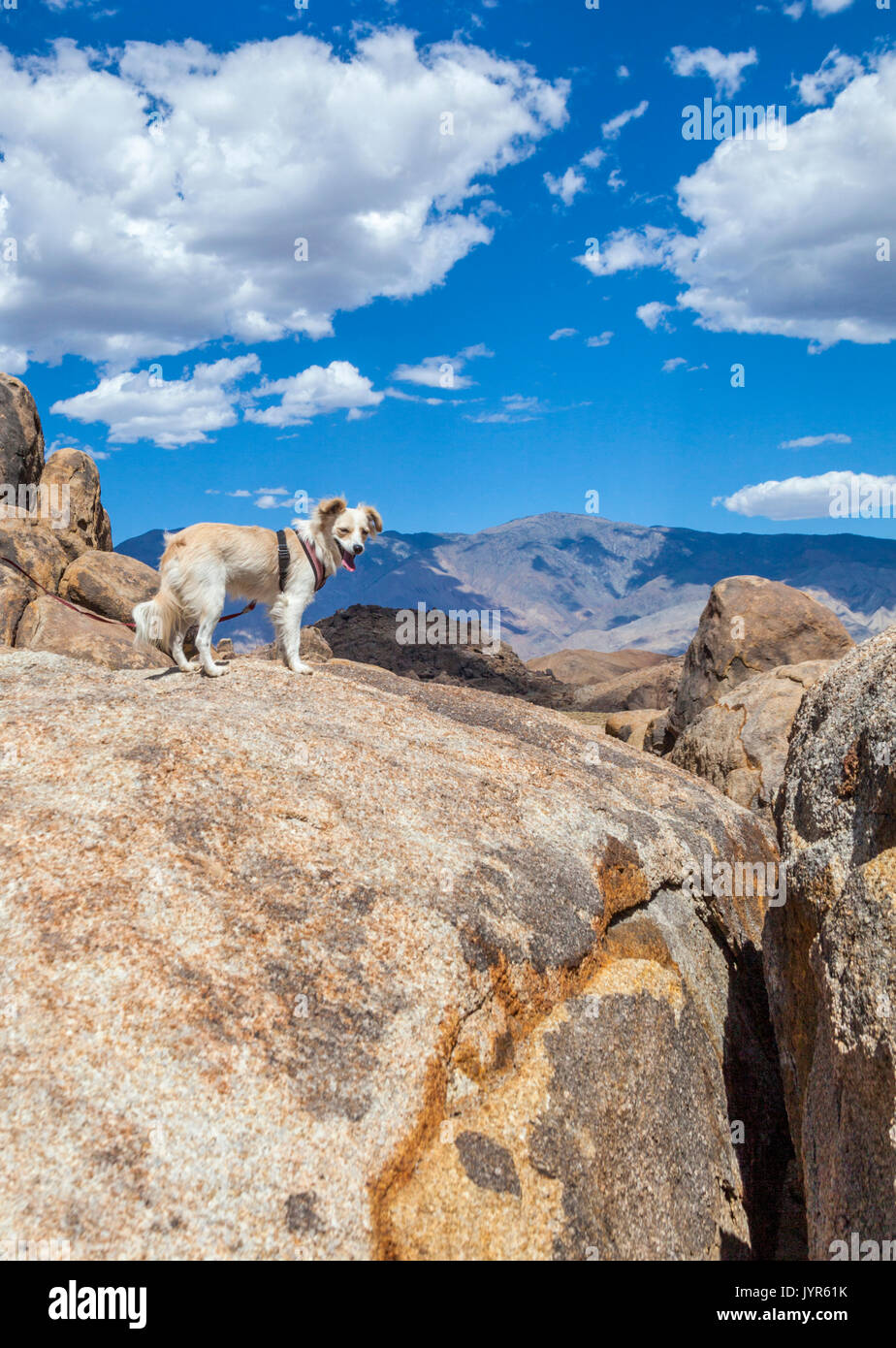 Cute cane su escursione in Alabama Hills National Recreation Area in Lone Pine, California Foto Stock