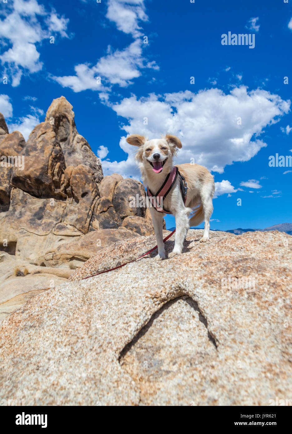 Cute cane su escursione in Alabama Hills National Recreation Area in Lone Pine, California Foto Stock