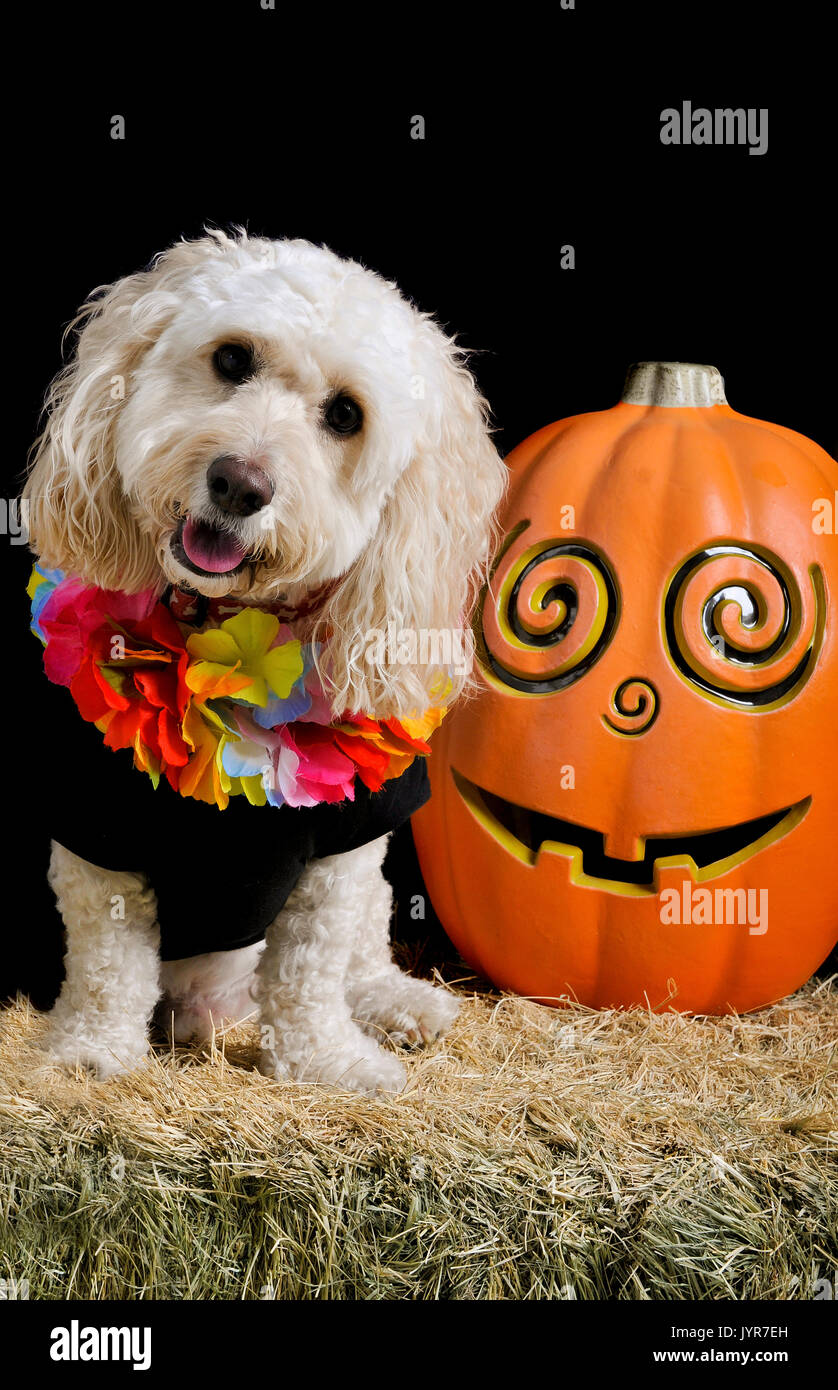 Un simpatico barboncino bianco mix si siede su una balla di fieno accanto a un jack-o-lantern sorridente e guardando la telecamera che indossa un costume di Halloween. Foto Stock