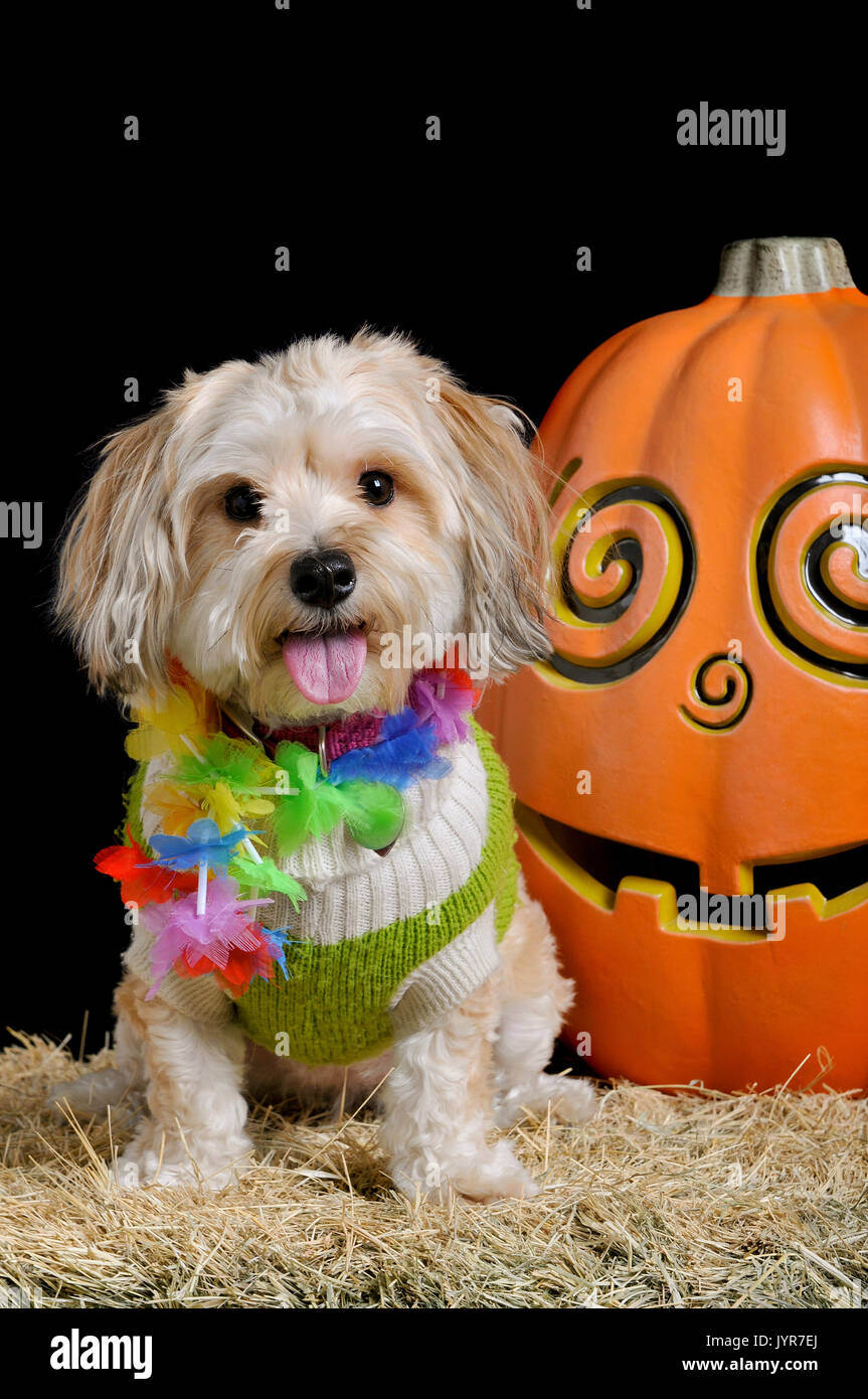 Carino piccolo cane in costume di halloween seduto accanto a un sorridente zucca isolato su nero guardare dritto verso la fotocamera. Foto Stock