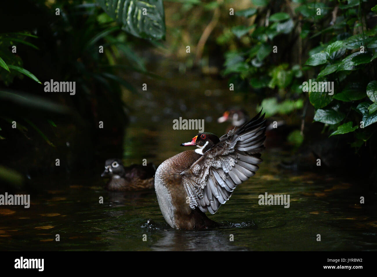 Un Anatra Felice sbattimenti le sue ali Foto Stock