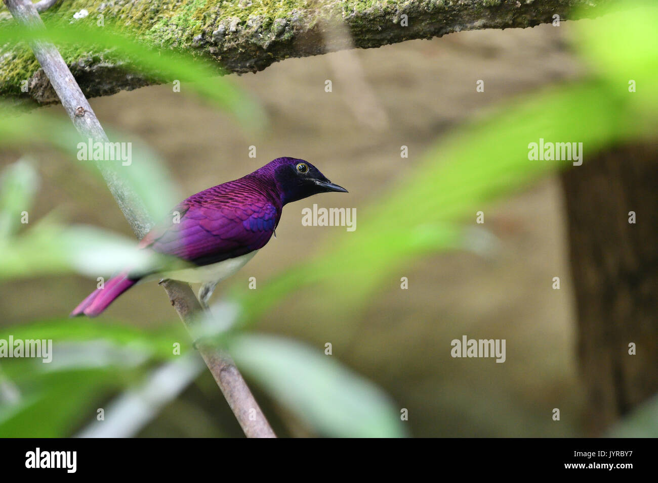 Un maschio di ametista starling o violetto-backed starling appeso sul piccolo albero Foto Stock