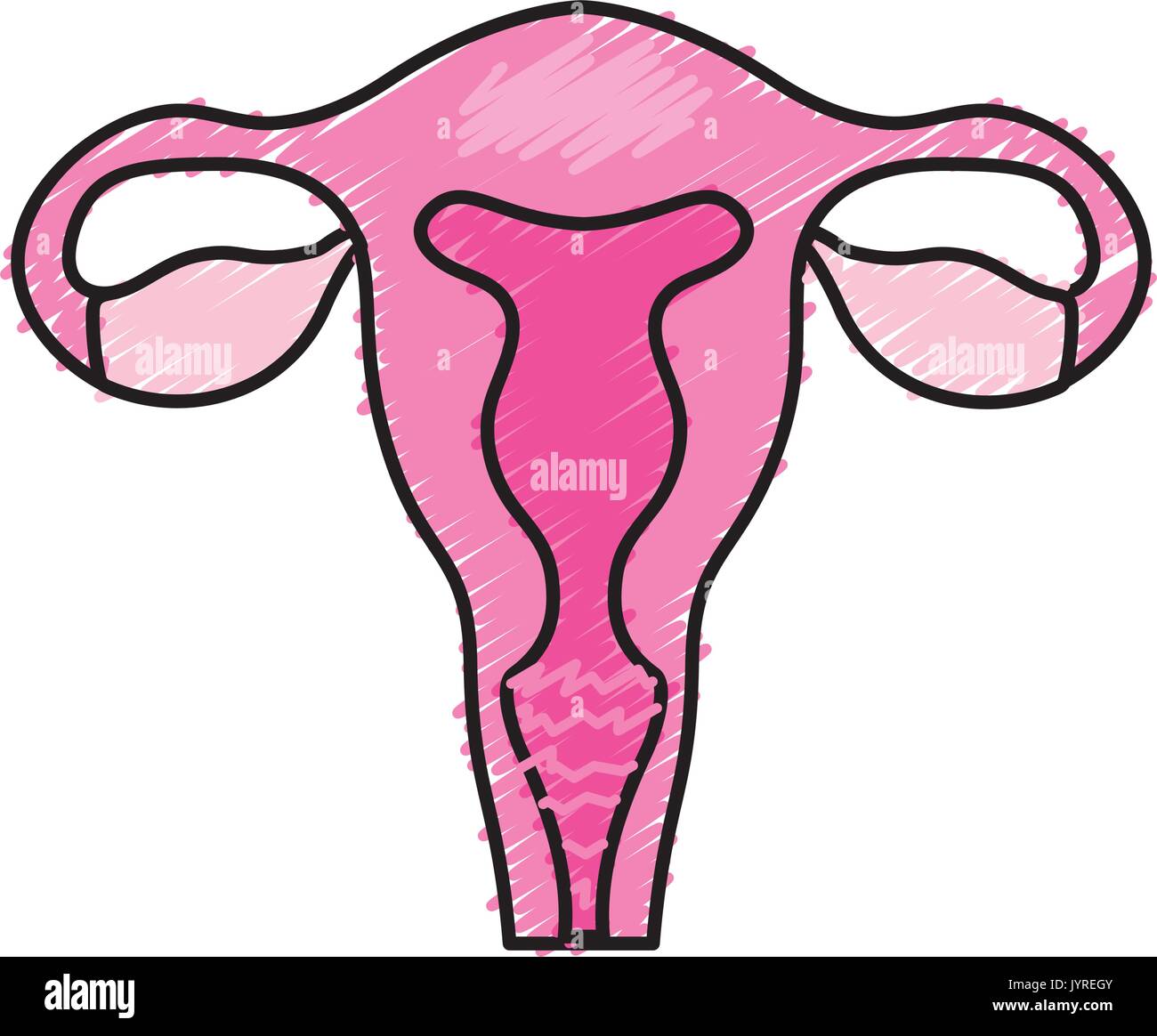 Le tube di falloppio con utero per anatomia umana Illustrazione Vettoriale
