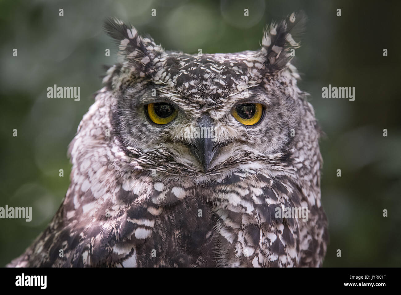 In prossimità della testa di fotografia ritratto di un Africano spotted owl Bubo africanus fissando direttamente avanti verso la telecamera Foto Stock