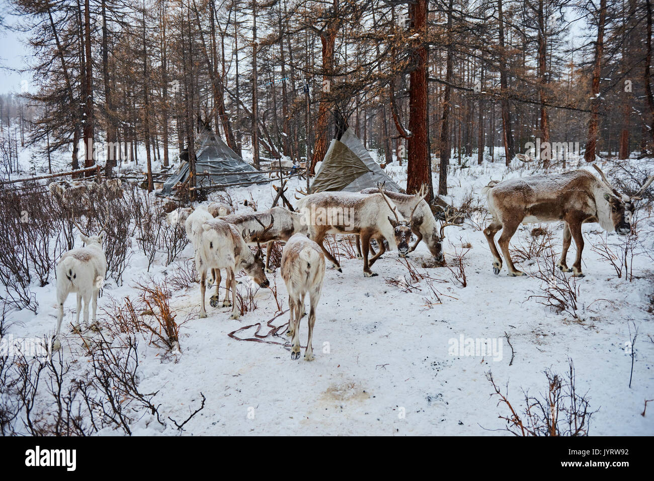 Mongolia, Khovsgol provincia, Tsaatan, renne Herder, il winter camp Foto Stock
