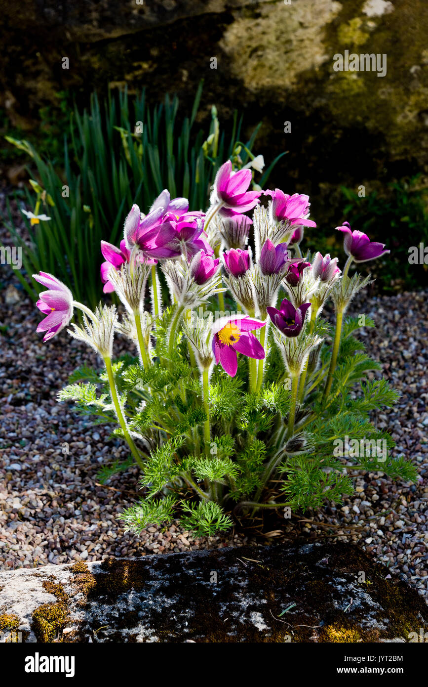 Gruppo retroilluminato di pulsatilla fiori Foto Stock