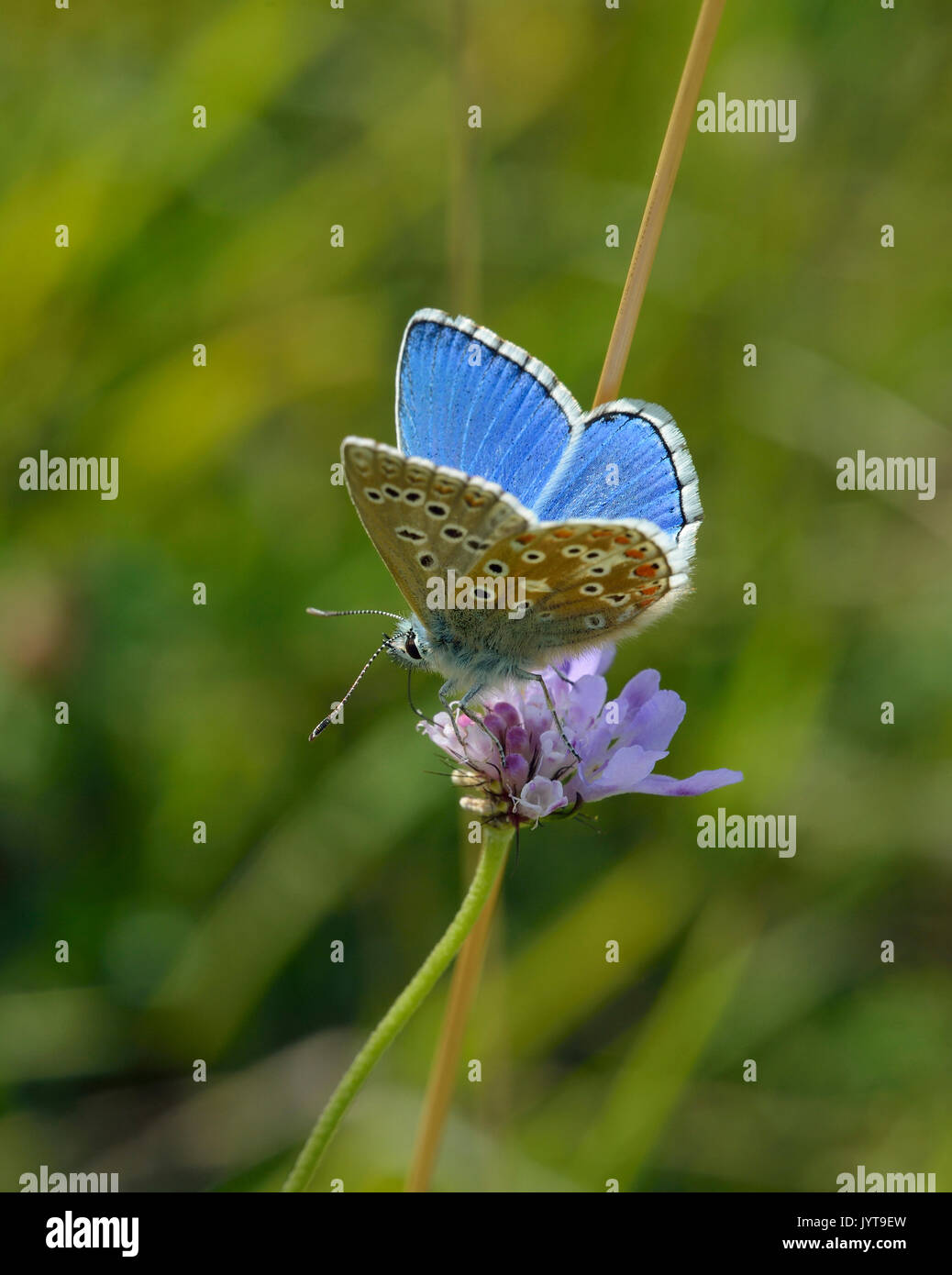 Adonis Blue Butterfly - Lysandra bellargus maschio su piccole Scabious - Scabiosa colombari Foto Stock
