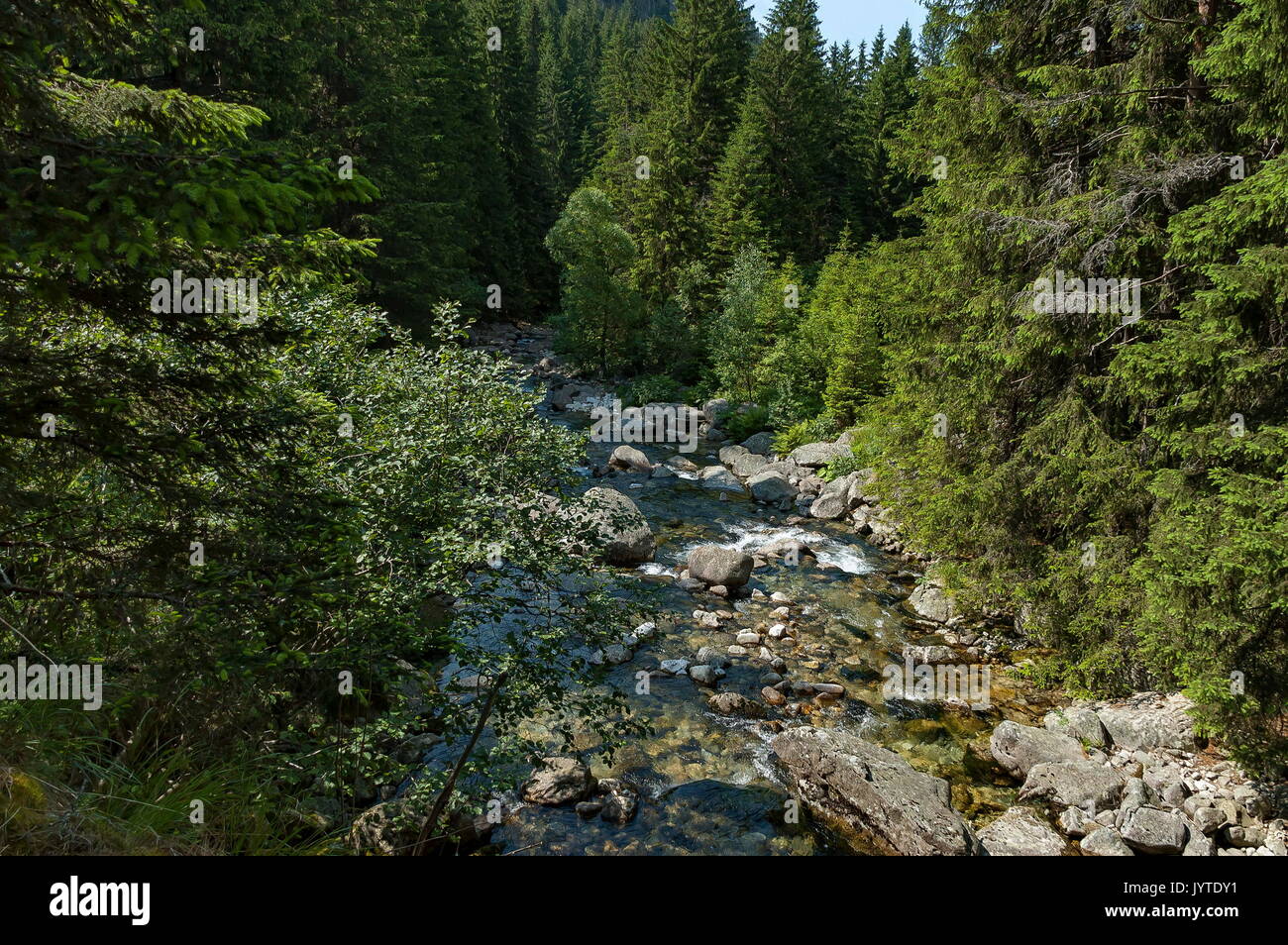 Bellissima vista della foresta di conifere e il fiume Iskar in montagna Rila, Bulgaria, Europa Foto Stock