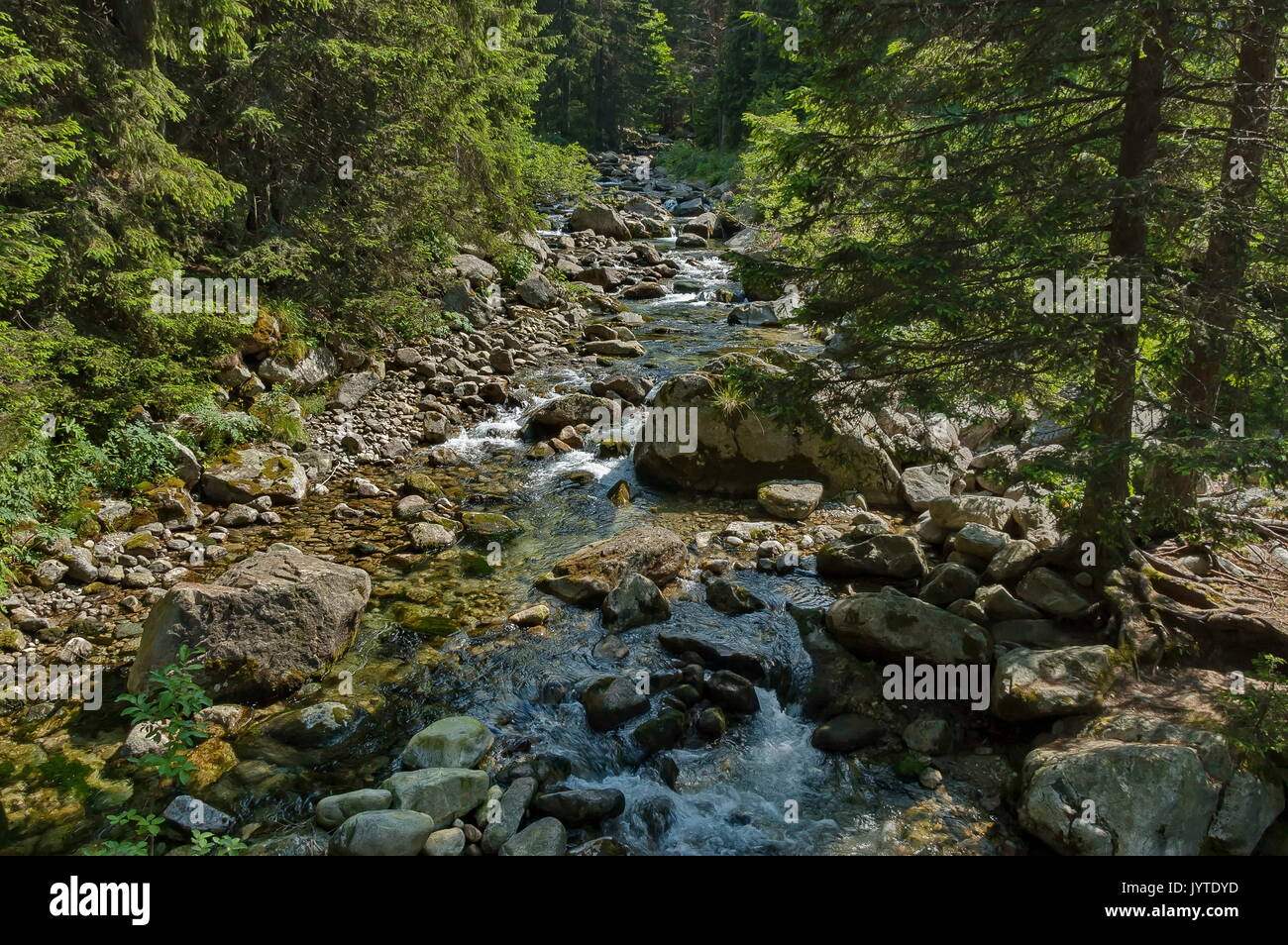 Bellissima vista della foresta di conifere e il fiume Iskar in montagna Rila, Bulgaria, Europa Foto Stock