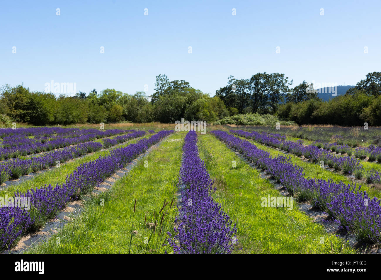 Righe di lavanda piantato in un campo con arbusti, alberi e la luce blu del cielo in background. Profondità di campo. Foto Stock