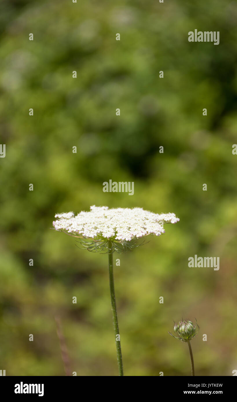 Close up di una regina Anna Fiore di pizzo al livello degli occhi che mostra il bianco del grappolo di fiori e un unico bud. Foto Stock