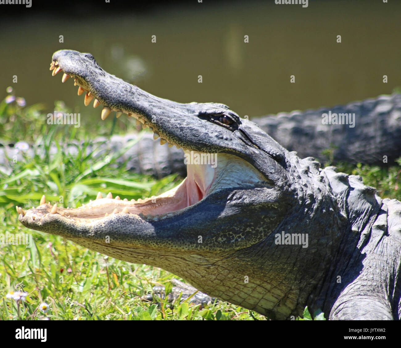 Alligatore nel profilo a bocca aperta Foto Stock