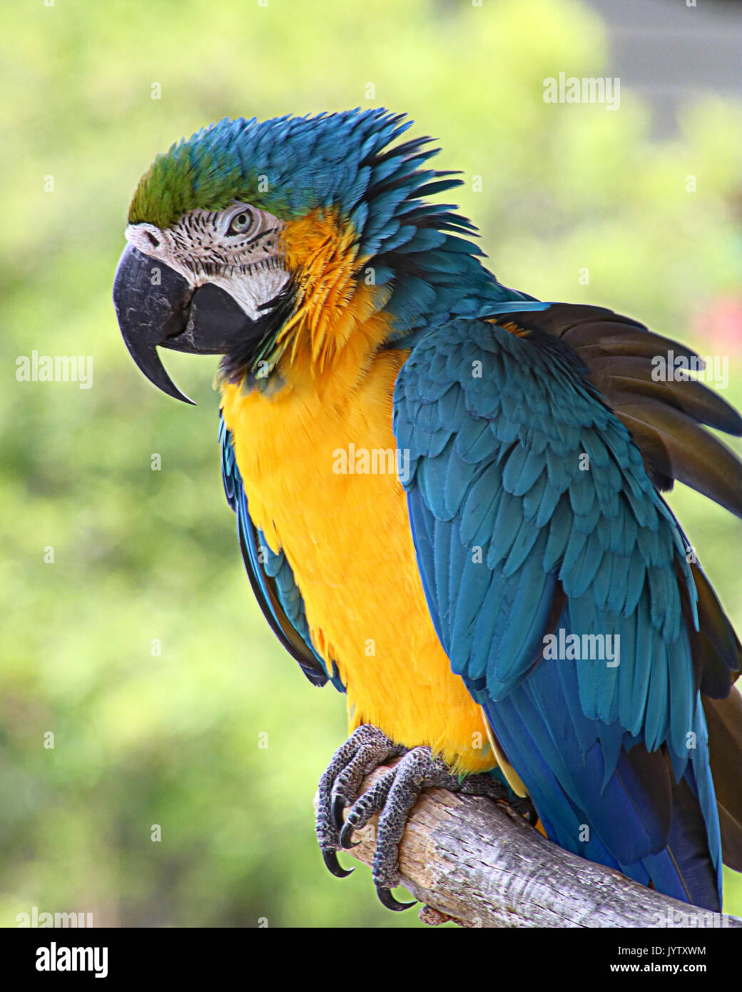 Bella Blu e Oro Macaw bird Foto Stock
