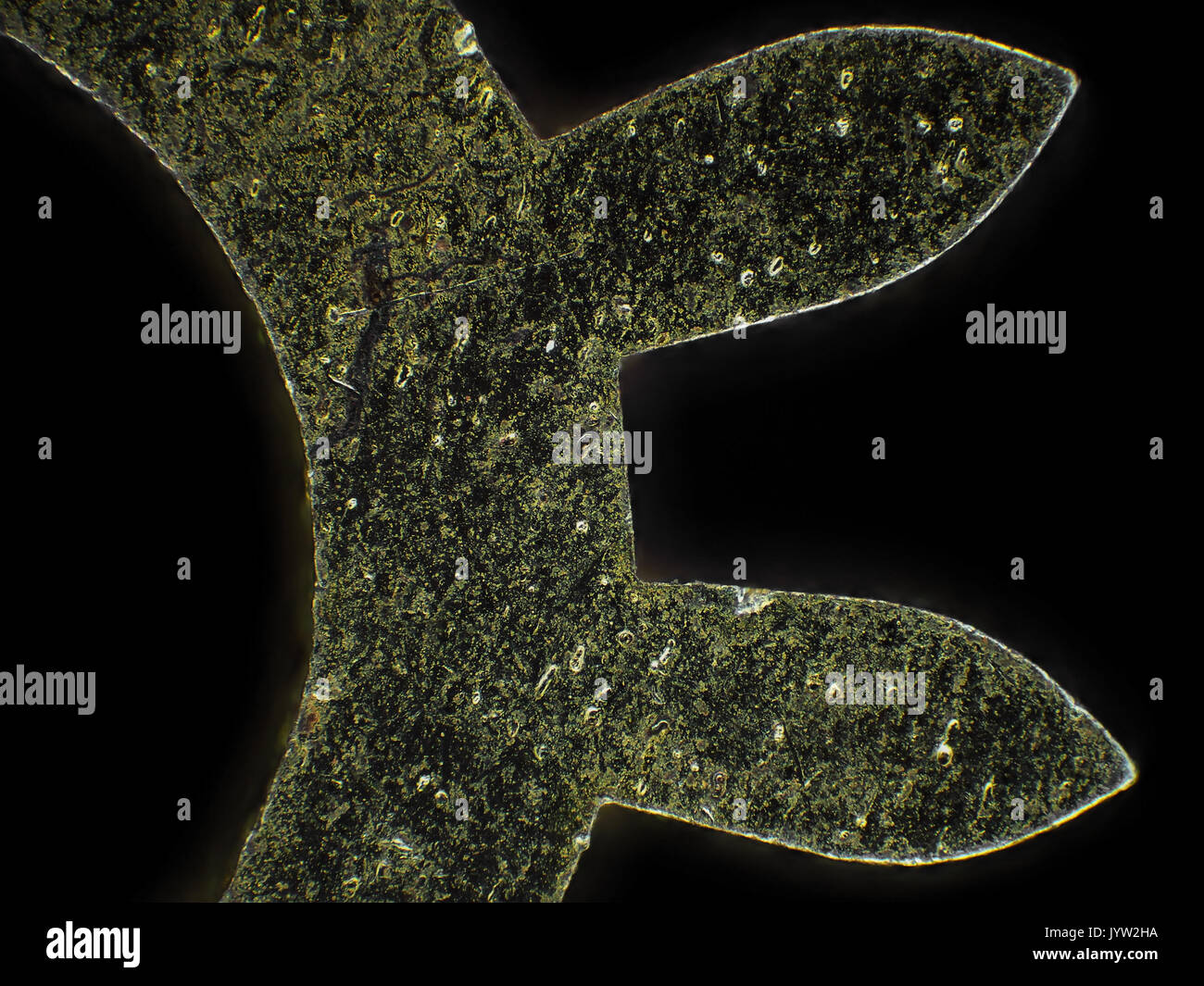 La luce riflessa Micrografia di un piccolo orologio da polso ingranaggio, area raffigurato è di circa 1,7mm ampia Foto Stock