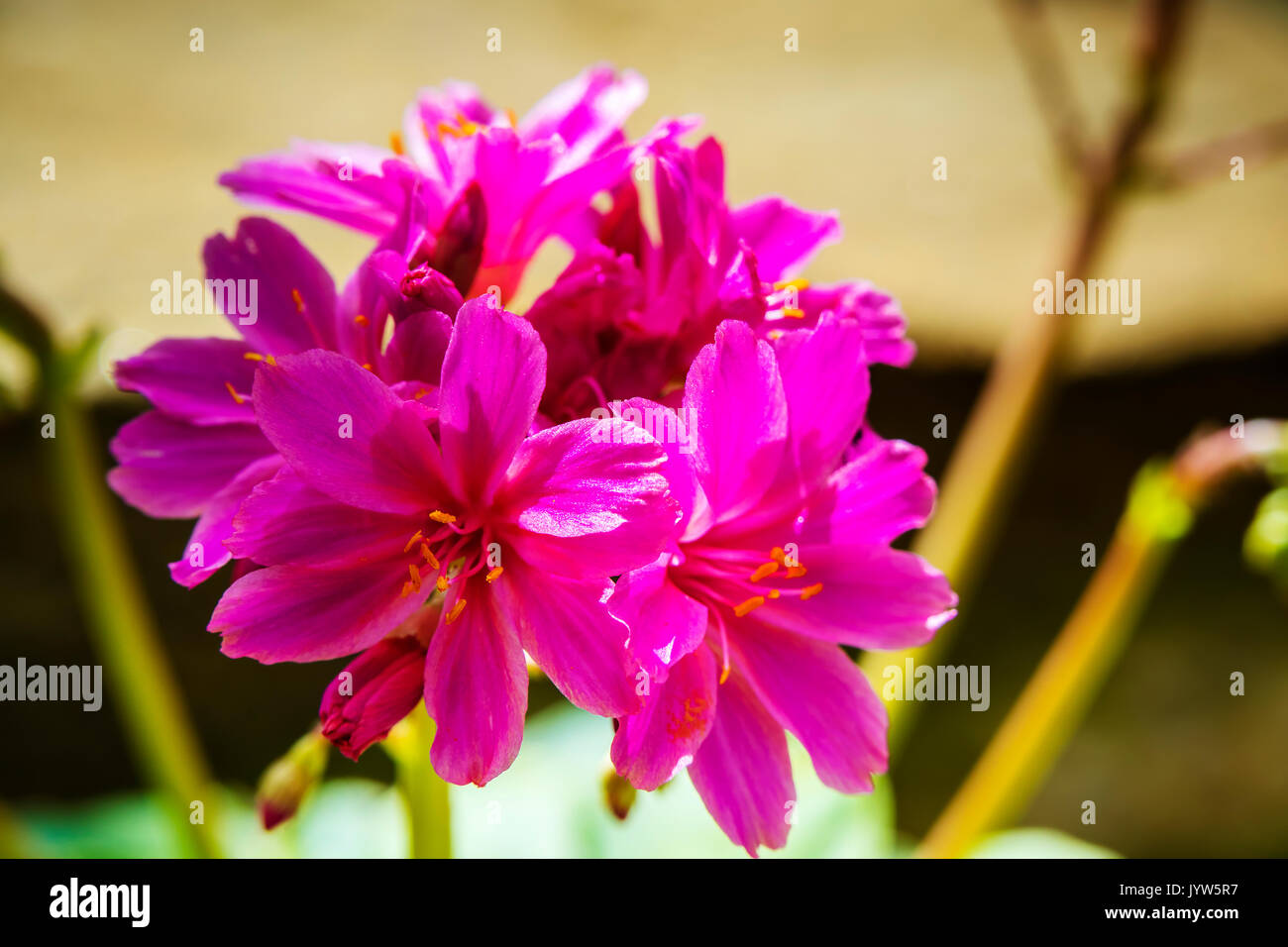 Piccoli fiori di colore rosa del sistema alpino di pianta perenne Lewisia Elise. Foto Stock