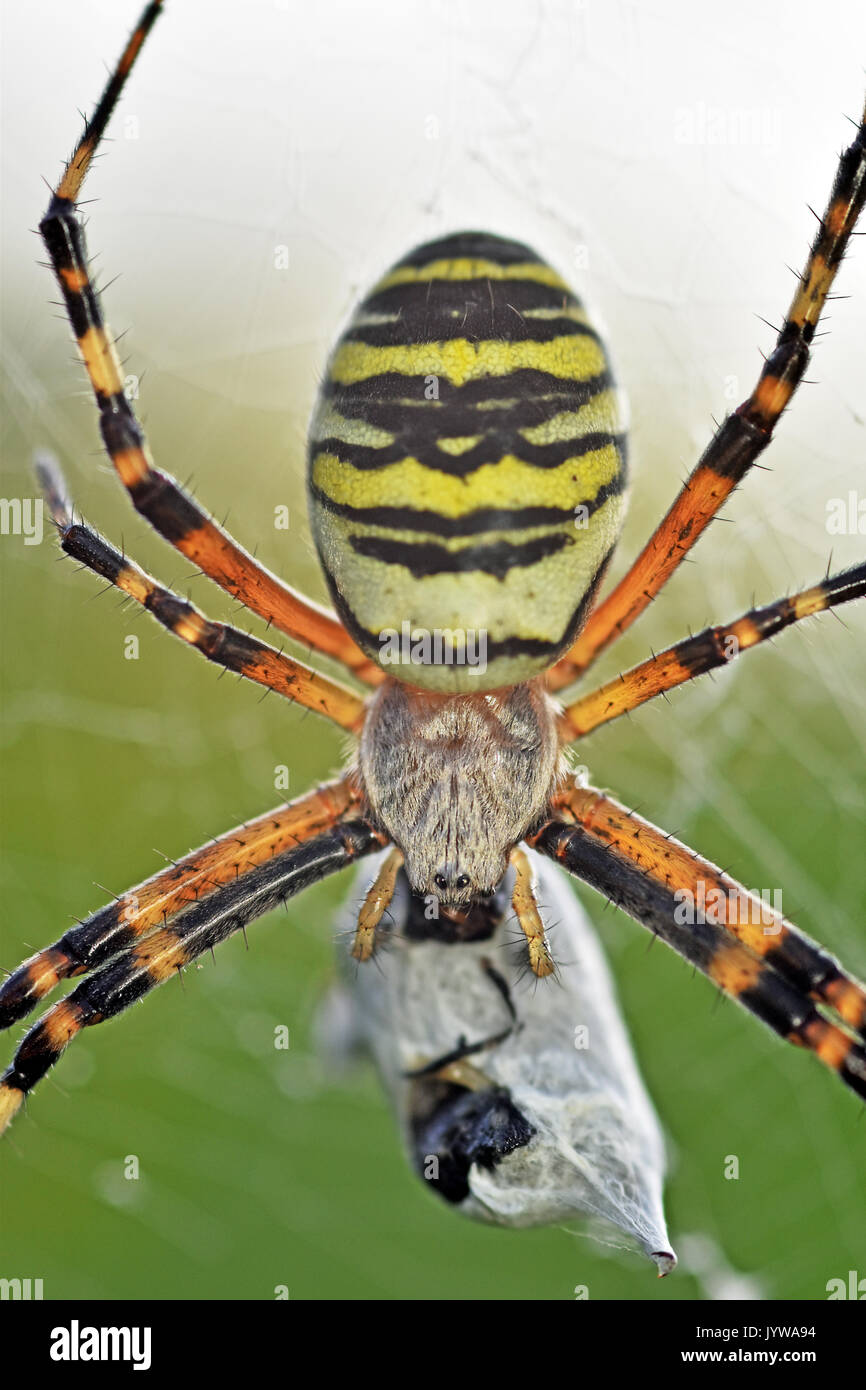 Wasp spider (Argiope bruennichi) femmina con la preda Foto Stock