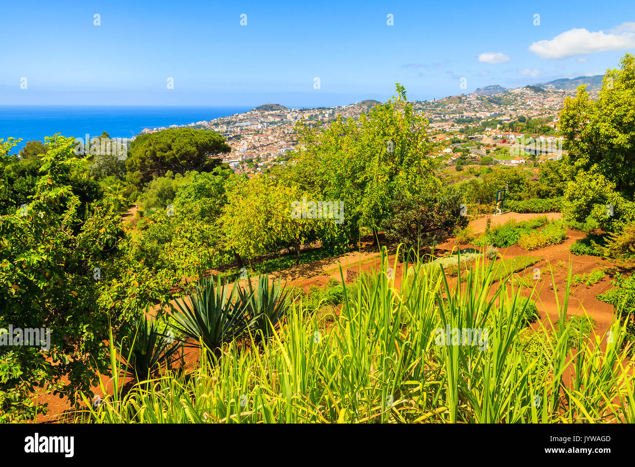 Verde di piante tropicali in giardini botanici della città di Funchal, l'isola di Madeira, Portogallo Foto Stock