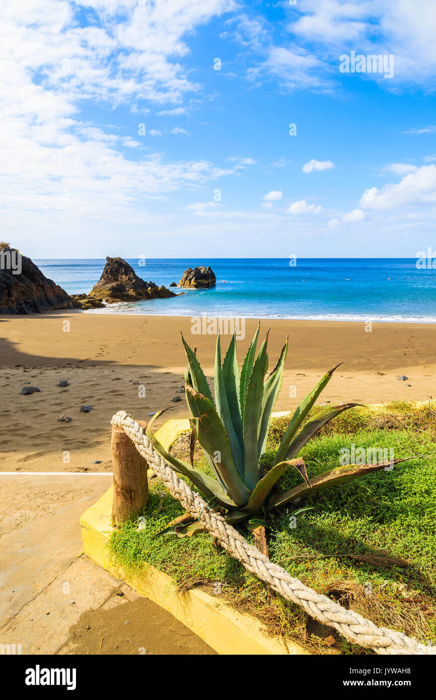 Vista della bellissima Prainha Beach con piante tropicali in primo piano nei pressi di città conico, l'isola di Madeira, Portogallo Foto Stock