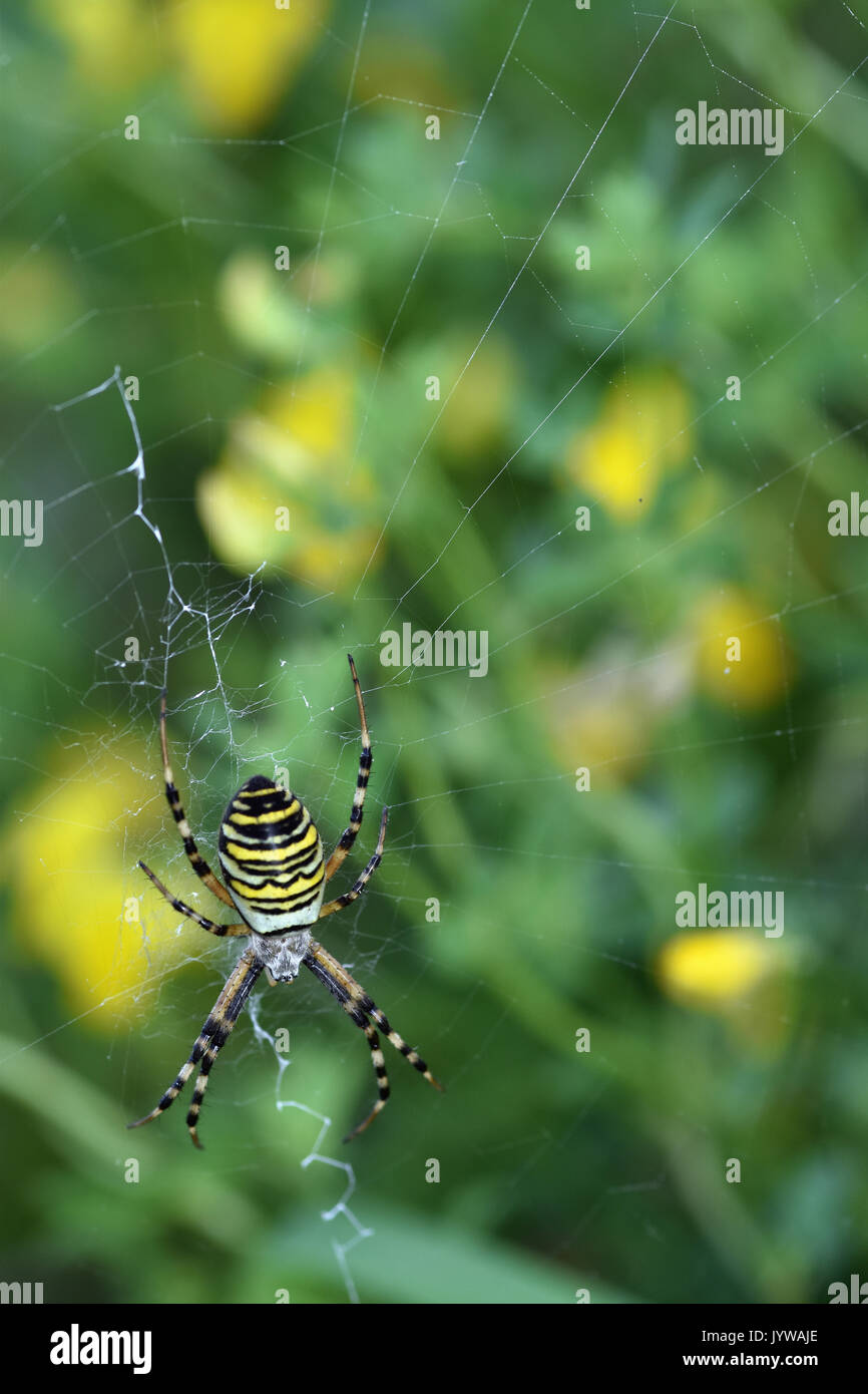 Wasp spider (Argiope bruennichi) femmina Foto Stock