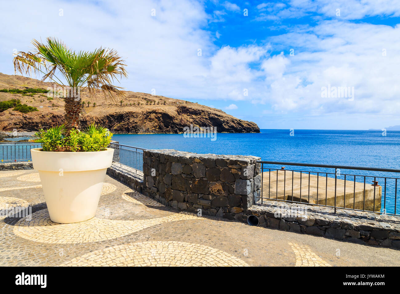 Palm tree in pentola sulla passeggiata costiera lungo l'oceano vicino città conico, l'isola di Madeira, Portogallo Foto Stock