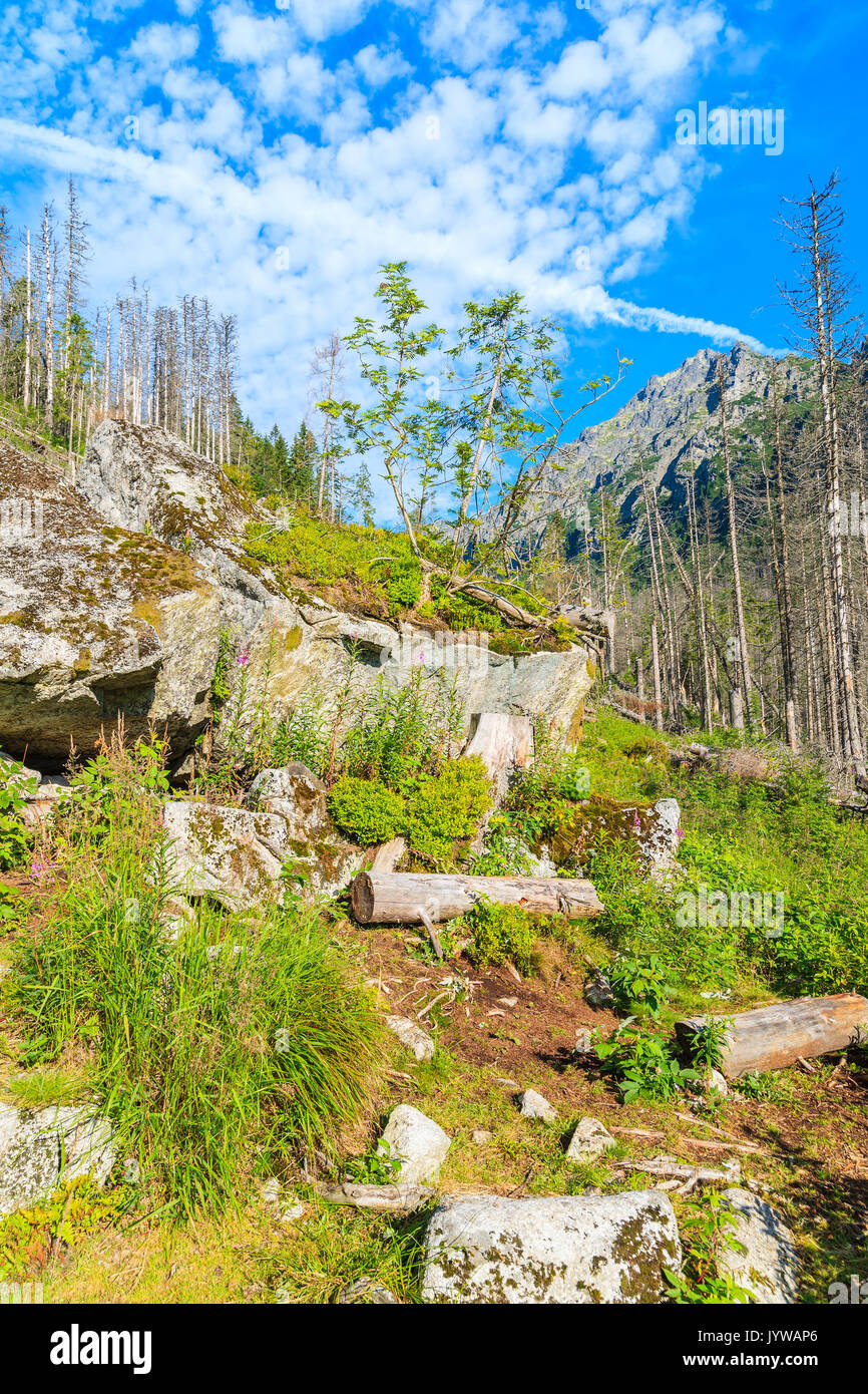 Vista del sentiero escursionistico in estate il paesaggio dei Monti Tatra Mountains, Slovacchia Foto Stock