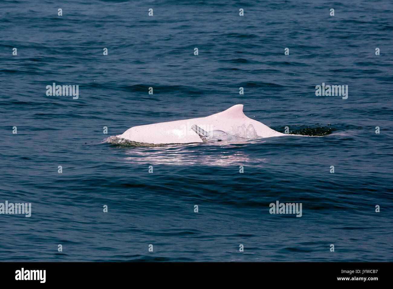 Indo-pacifico Humpback Dolphin (Sousa chinensis) la madre e il bambino in acque di HK. Foto Stock