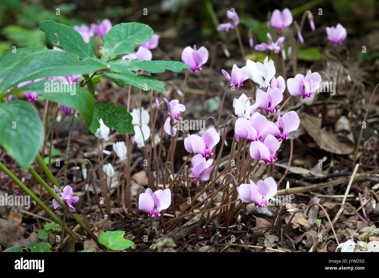 Ciclamino fiori in un bosco inglese Foto Stock