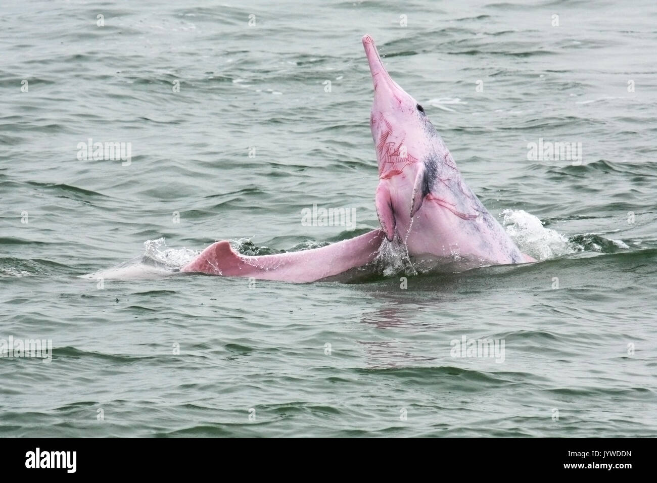 Indo-pacifico Humpback Dolphin (Sousa chinensis) con rastrello marchi, come egli sta tormentando la madre-e-polpaccio. Questo è il comportamento aggressivo dei delfini. Foto Stock