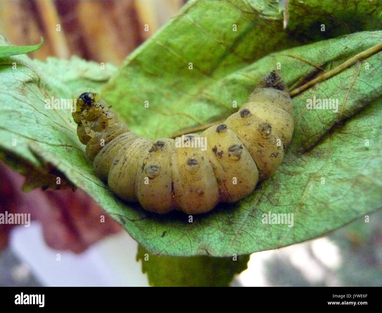 Mimas Tiliae caterpillar Foto Stock