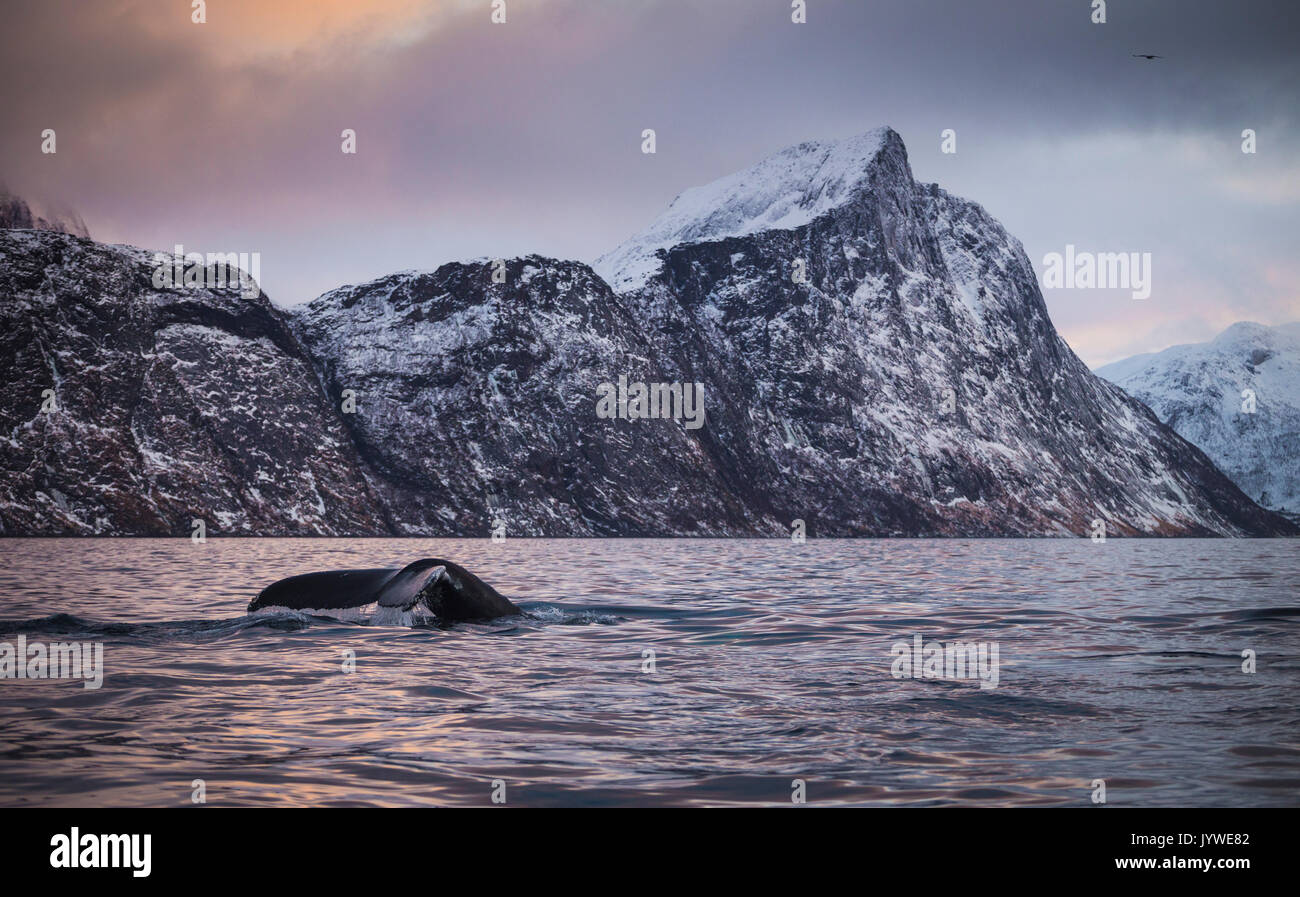 Mefjordvaer, Senja Isola, Norvegia Foto Stock