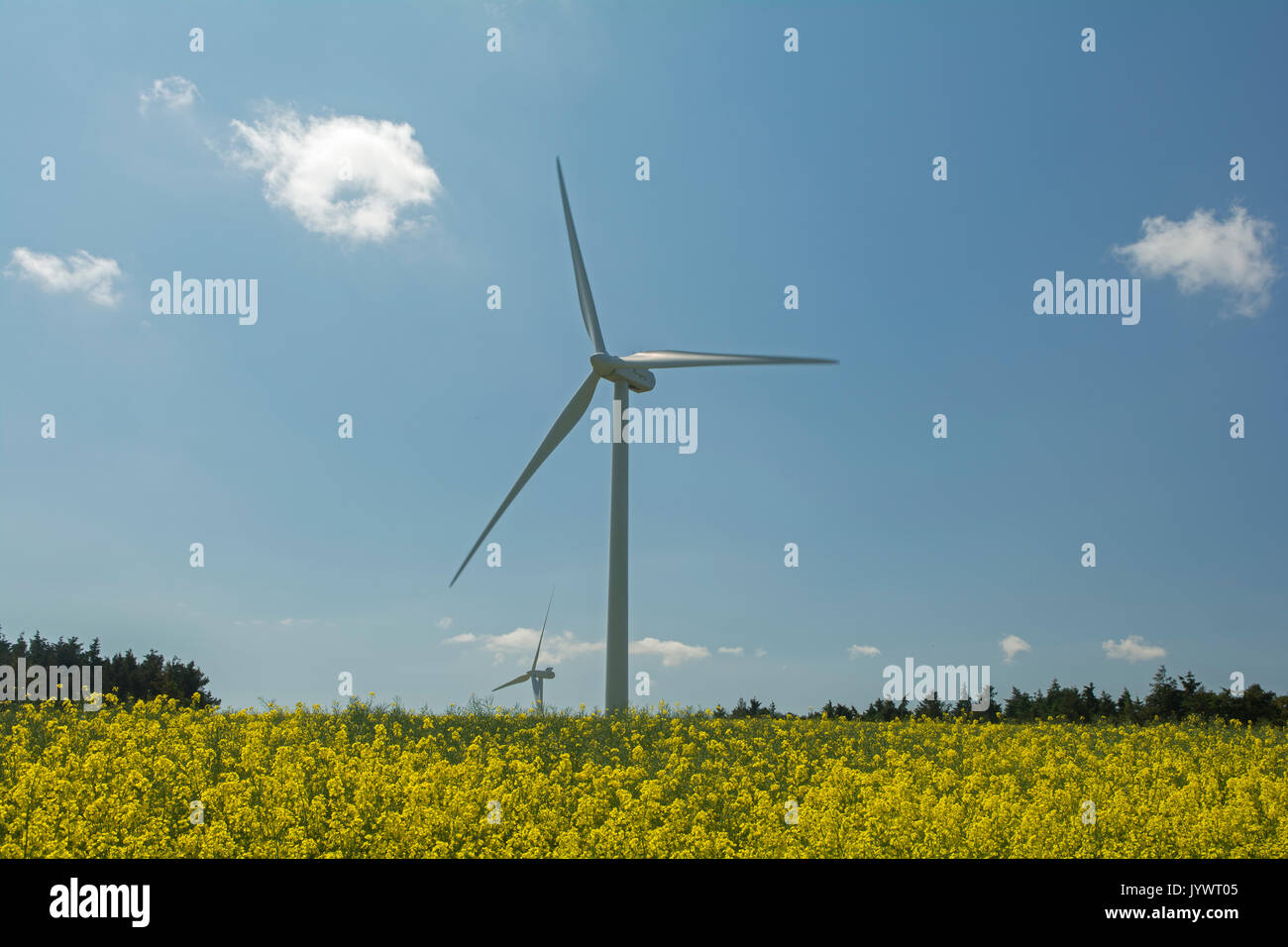 Energia eolica la produzione di energia verde nel campo di semi di colza e di ravizzone con cielo blu Foto Stock
