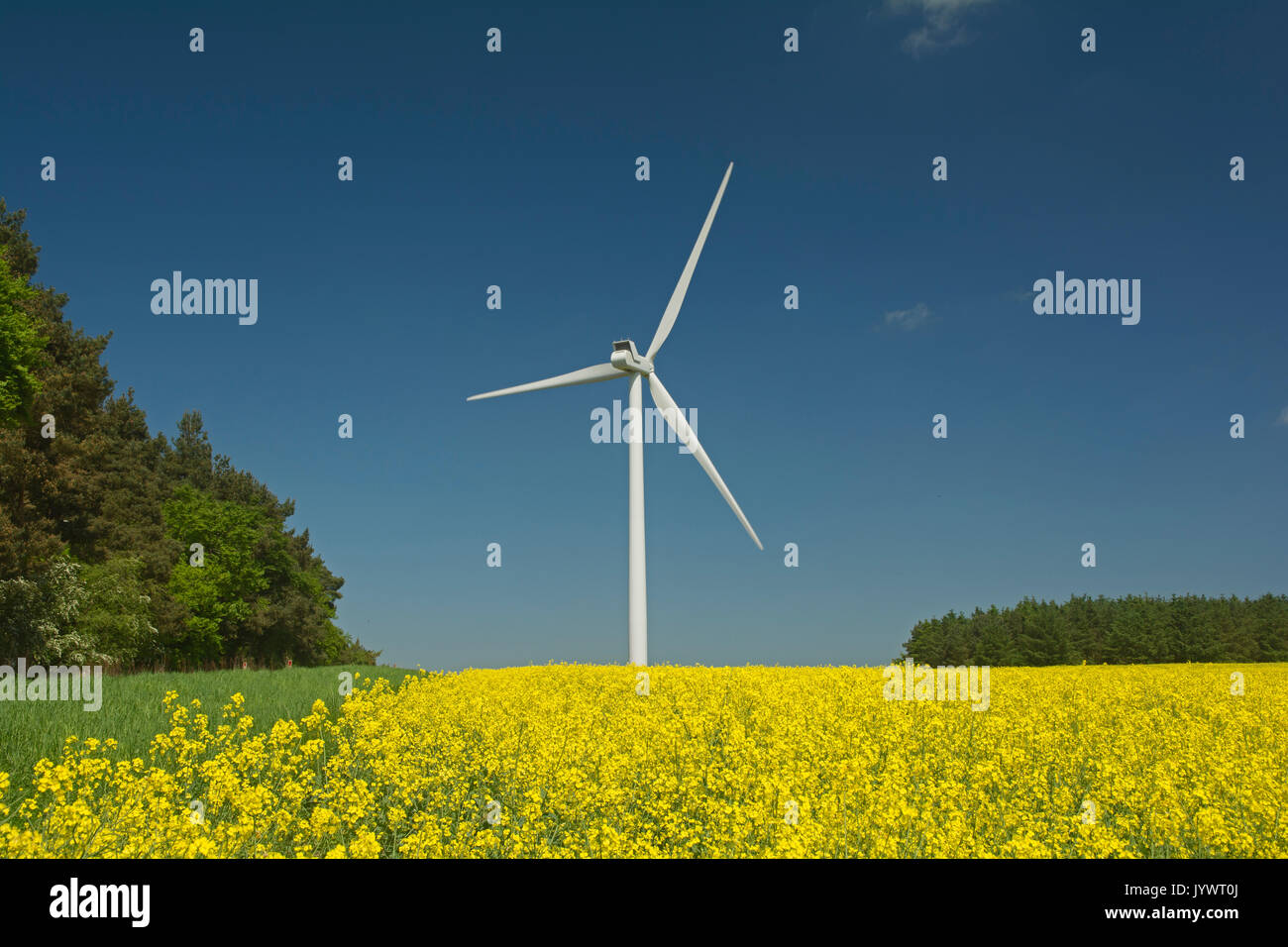 Energia verde generata da energia eolica in un campo di colza da olio con cielo blu Foto Stock